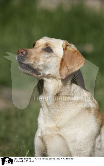 Labrador Portrait / Labrador Portrait / RR-35858