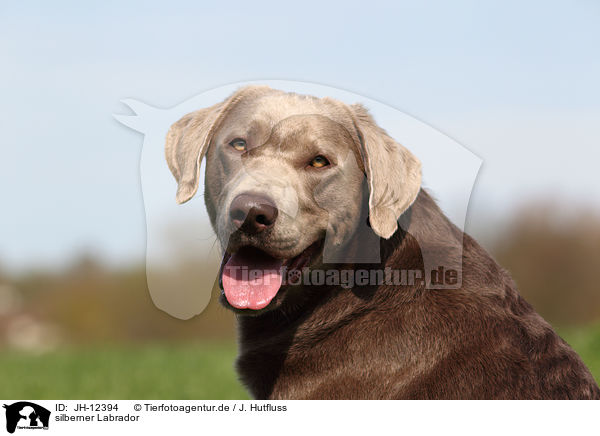 silberner Labrador / silver Labrador / JH-12394