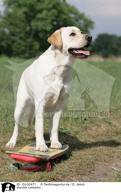 blonder Labrador / blonde Labrador / DJ-02471