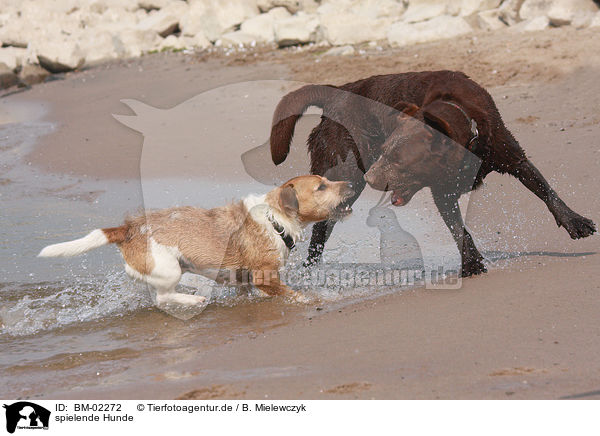 spielende Hunde / playing dogs / BM-02272