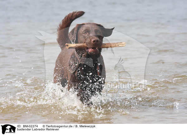 badender Labrador Retriever / bathing Labrador Retriever / BM-02274