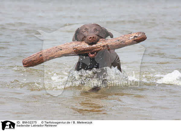 badender Labrador Retriever / bathing Labrador Retriever / BM-02275