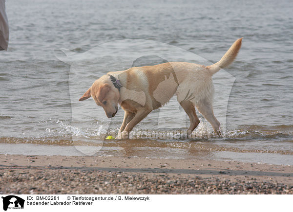 badender Labrador Retriever / bathing Labrador Retriever / BM-02281
