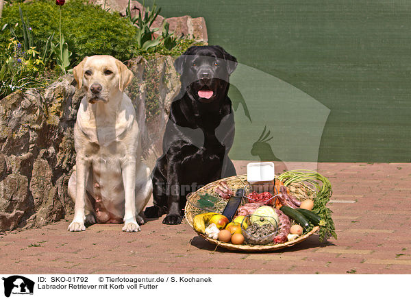 Labrador Retriever mit Korb voll Futter / Labrador Retriever / SKO-01792