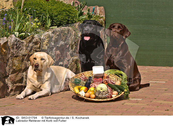 Labrador Retriever mit Korb voll Futter / Labrador Retriever / SKO-01794
