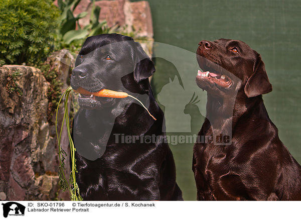 Labrador Retriever Portrait / SKO-01796
