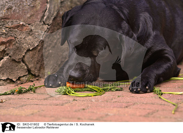 fressender Labrador Retriever / SKO-01802