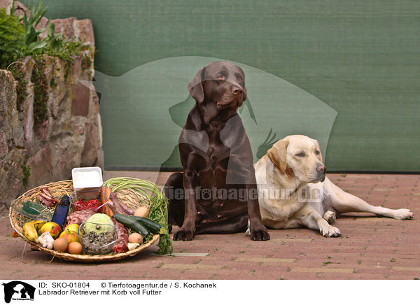 Labrador Retriever mit Korb voll Futter / Labrador Retriever / SKO-01804