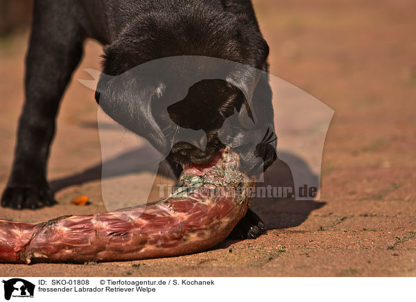 fressender Labrador Retriever Welpe / eating Labrador Retriever puppy / SKO-01808