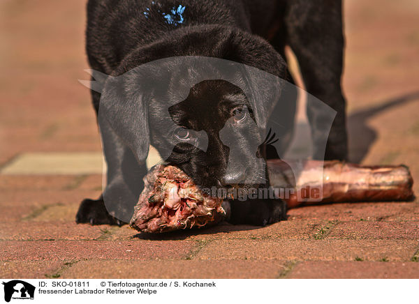 fressender Labrador Retriever Welpe / eating Labrador Retriever puppy / SKO-01811