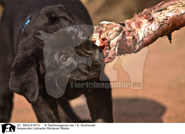 fressender Labrador Retriever Welpe / eating Labrador Retriever puppy / SKO-01814