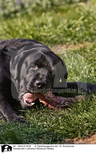 fressender Labrador Retriever Welpe / eating Labrador Retriever puppy / SKO-01838