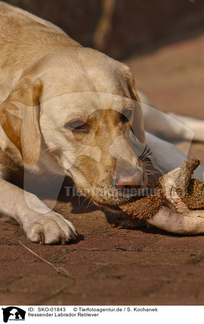 fressender Labrador Retriever / eating Labrador Retriever / SKO-01843