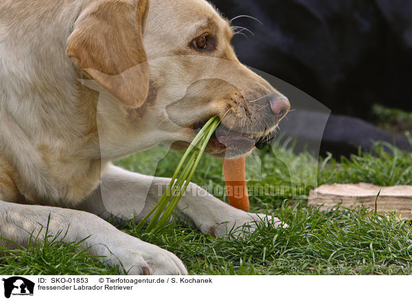 fressender Labrador Retriever / eating Labrador Retriever / SKO-01853