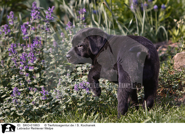 Labrador Retriever Welpe / SKO-01863