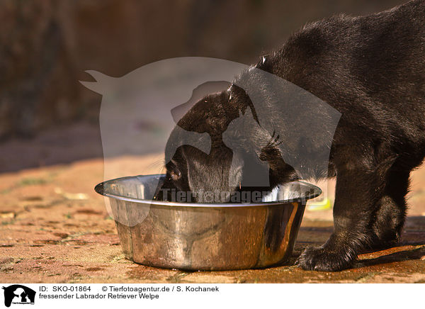 fressender Labrador Retriever Welpe / eating Labrador Retriever puppy / SKO-01864