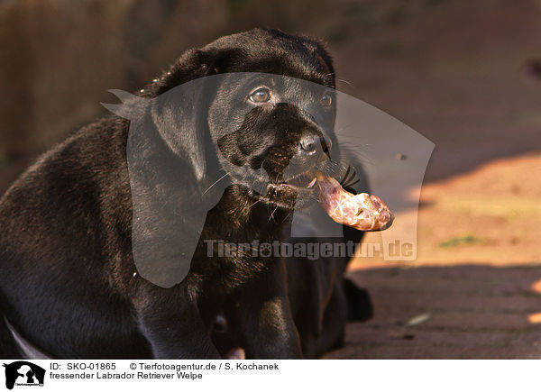 fressender Labrador Retriever Welpe / SKO-01865