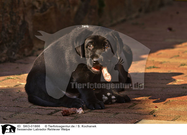 fressender Labrador Retriever Welpe / SKO-01866