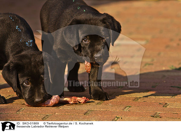 fressende Labrador Retriever Welpen / eationg Labrador Retriever puppies / SKO-01869