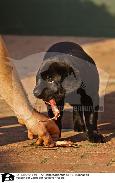 fressender Labrador Retriever Welpe / eating Labrador Retriever puppy / SKO-01870