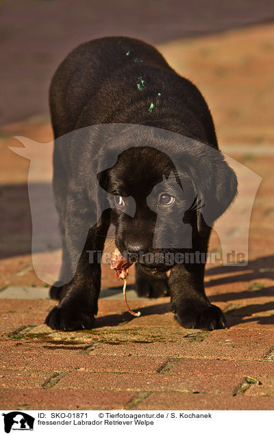 fressender Labrador Retriever Welpe / eating Labrador Retriever puppy / SKO-01871