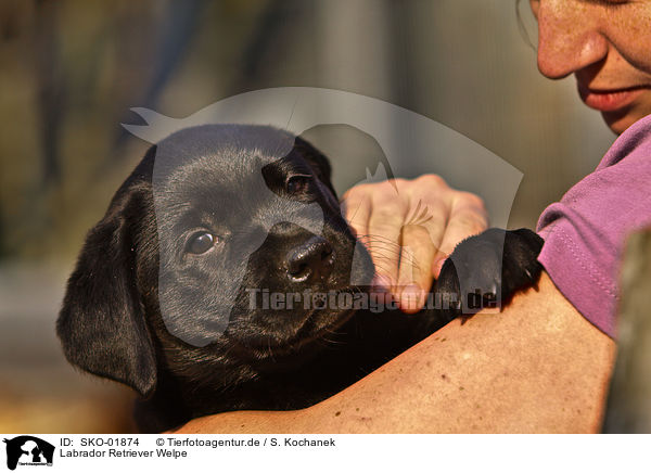 Labrador Retriever Welpe / Labrador Retriever Puppy / SKO-01874