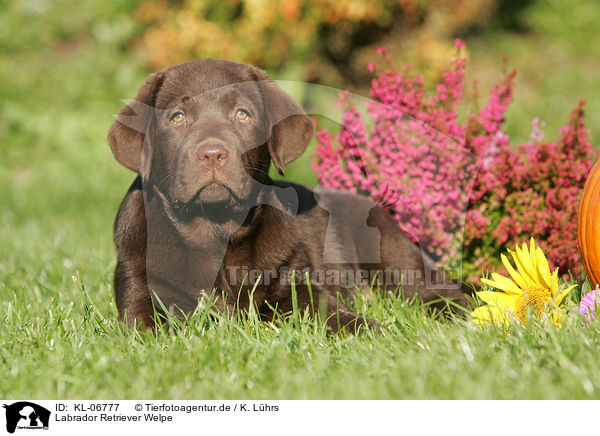 Labrador Retriever Welpe / KL-06777