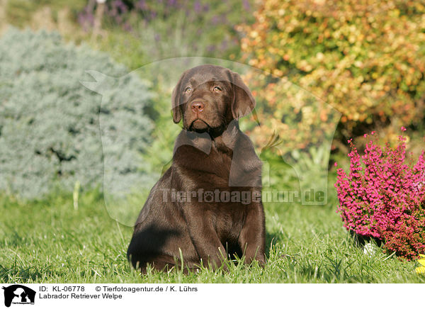 Labrador Retriever Welpe / Labrador Retriever Puppy / KL-06778