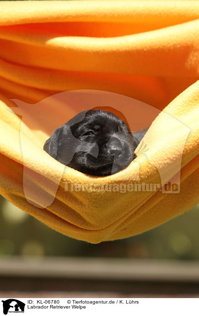 Labrador Retriever Welpe / KL-06780