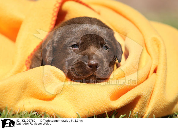 Labrador Retriever Welpe / Labrador Retriever Puppy / KL-06782