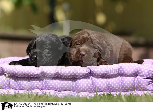 Labrador Retriever Welpen / Labrador Retriever Puppies / KL-06784