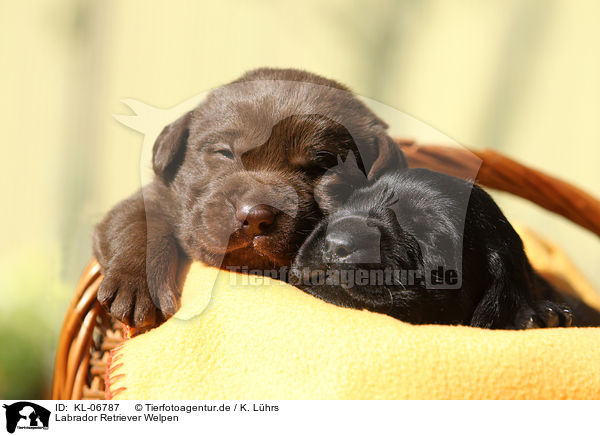 Labrador Retriever Welpen / Labrador Retriever Puppies / KL-06787