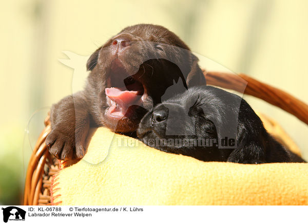 Labrador Retriever Welpen / Labrador Retriever Puppies / KL-06788