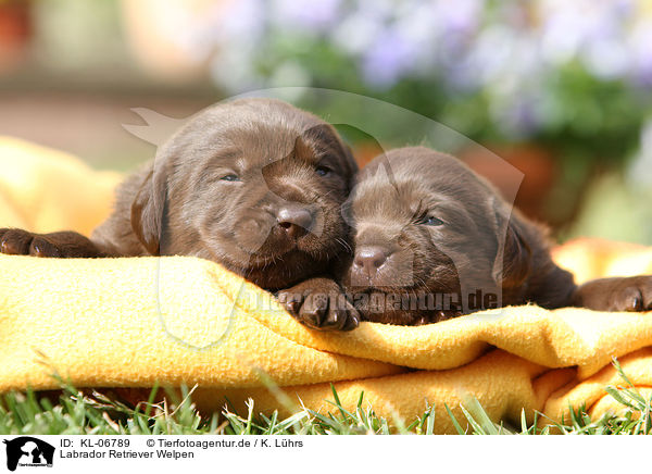 Labrador Retriever Welpen / Labrador Retriever Puppies / KL-06789
