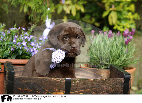 Labrador Retriever Welpe / Labrador Retriever Puppy / KL-06792