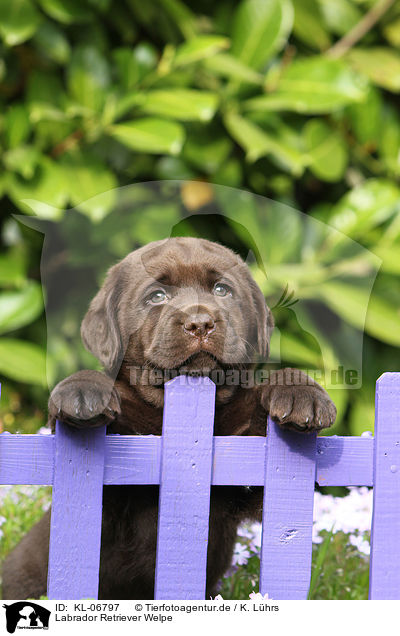 Labrador Retriever Welpe / KL-06797