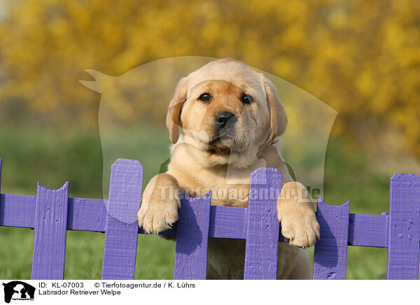 Labrador Retriever Welpe / KL-07003