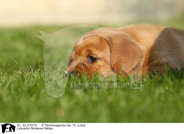 Labrador Retriever Welpe / Labrador Retriever Puppy / KL-07019