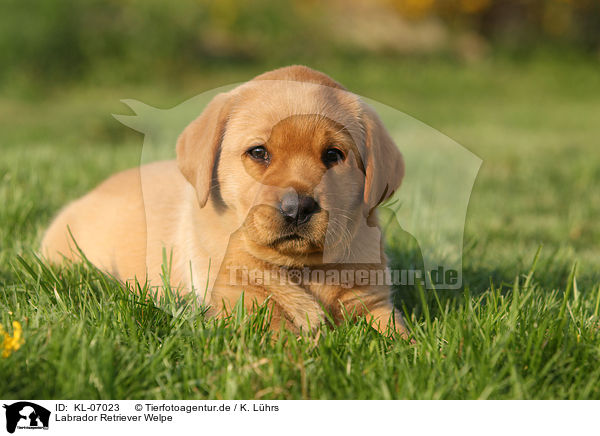 Labrador Retriever Welpe / KL-07023