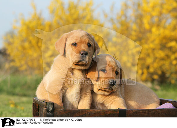 Labrador Retriever Welpen / Labrador Retriever Puppies / KL-07033