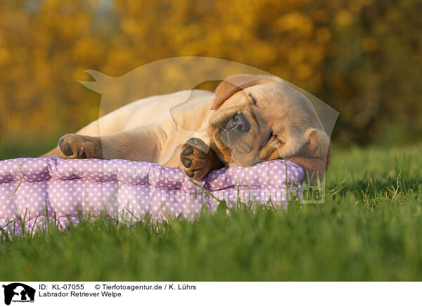 Labrador Retriever Welpe / KL-07055
