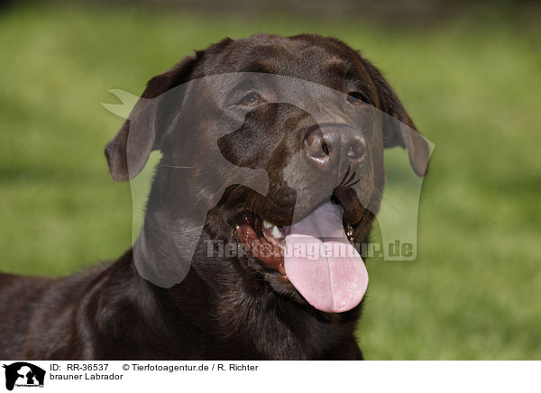 brauner Labrador / brown Labrador / RR-36537