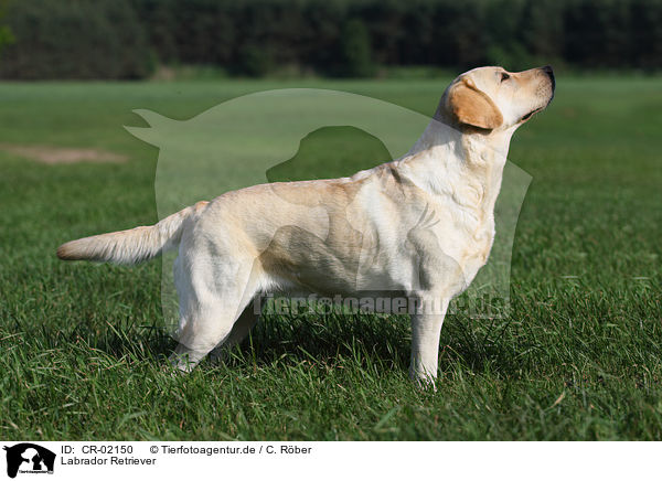Labrador Retriever / Labrador Retriever / CR-02150