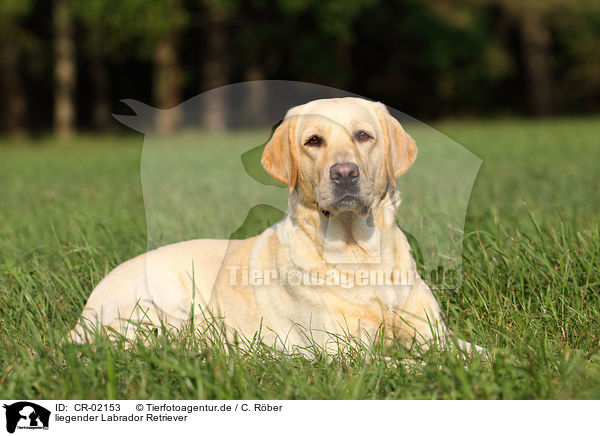 liegender Labrador Retriever / lying Labrador Retriever / CR-02153