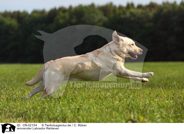 rennender Labrador Retriever / running Labrador Retriever / CR-02154
