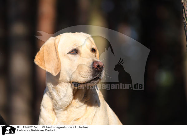 Labrador Retriever Portrait / Labrador Retriever Portrait / CR-02157