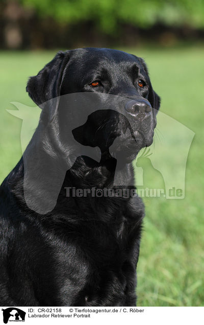 Labrador Retriever Portrait / Labrador Retriever Portrait / CR-02158