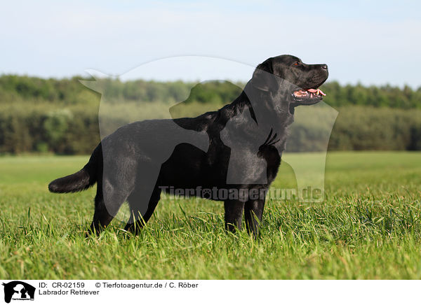 Labrador Retriever / Labrador Retriever / CR-02159