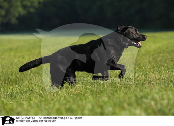 rennender Labrador Retriever / running Labrador Retriever / CR-02162