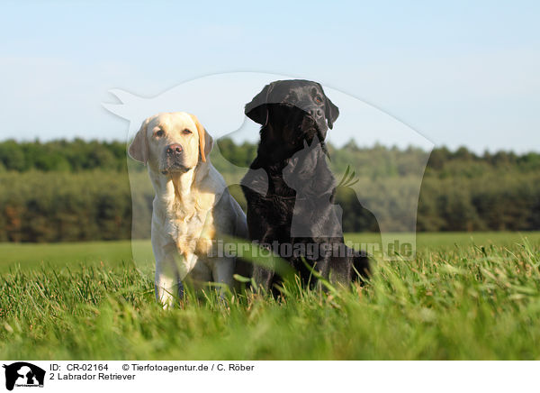 2 Labrador Retriever / 2 Labrador Retrievers / CR-02164